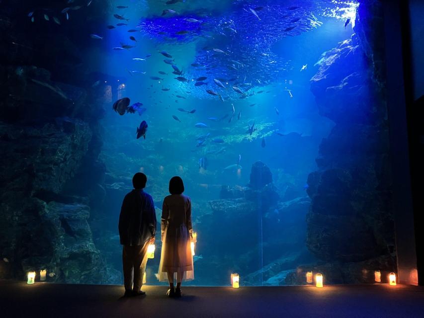 A Night Among Marine Wonders: Kyoto Aquarium After Dark
