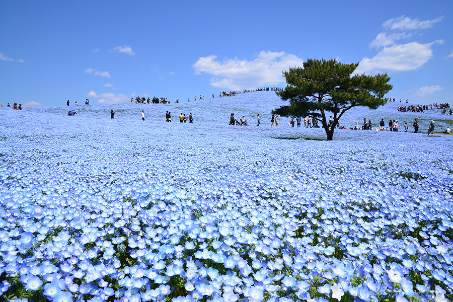 Embracing the Blue: Hitachi Seaside Park’s Nemophila Magic