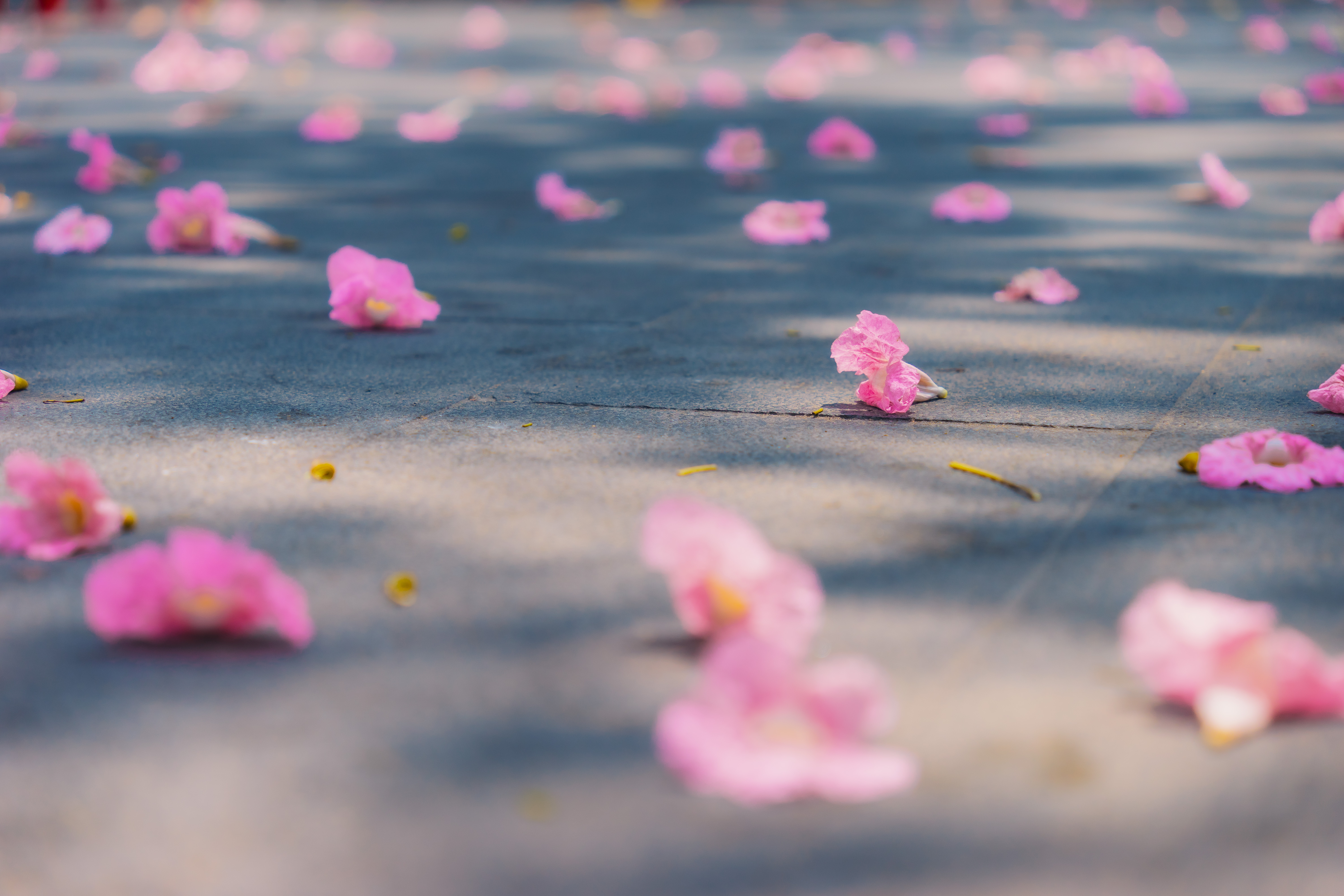 Sakura Stragglers: Catch the Tail-End of Japan’s Blossom Bonanza!