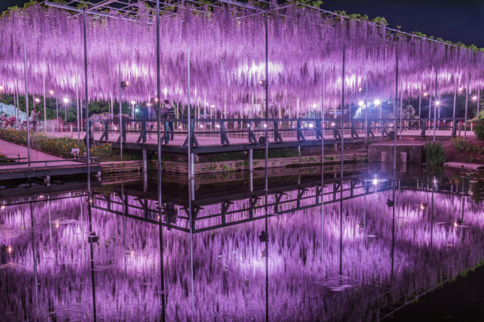 Springtime Splendor: Join the Ashikaga Wisteria Festival 2024 – Japan’s Floral Highlight!