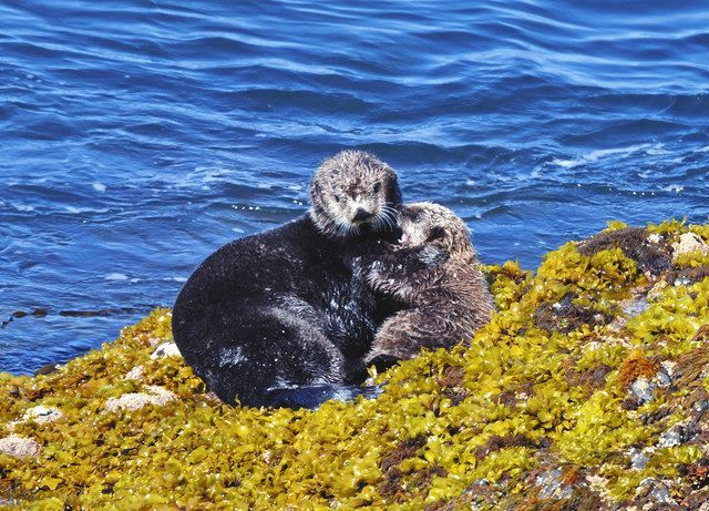 Wild Sea Otters in Japan: A Coastal Adventure at Cape Kiritappu