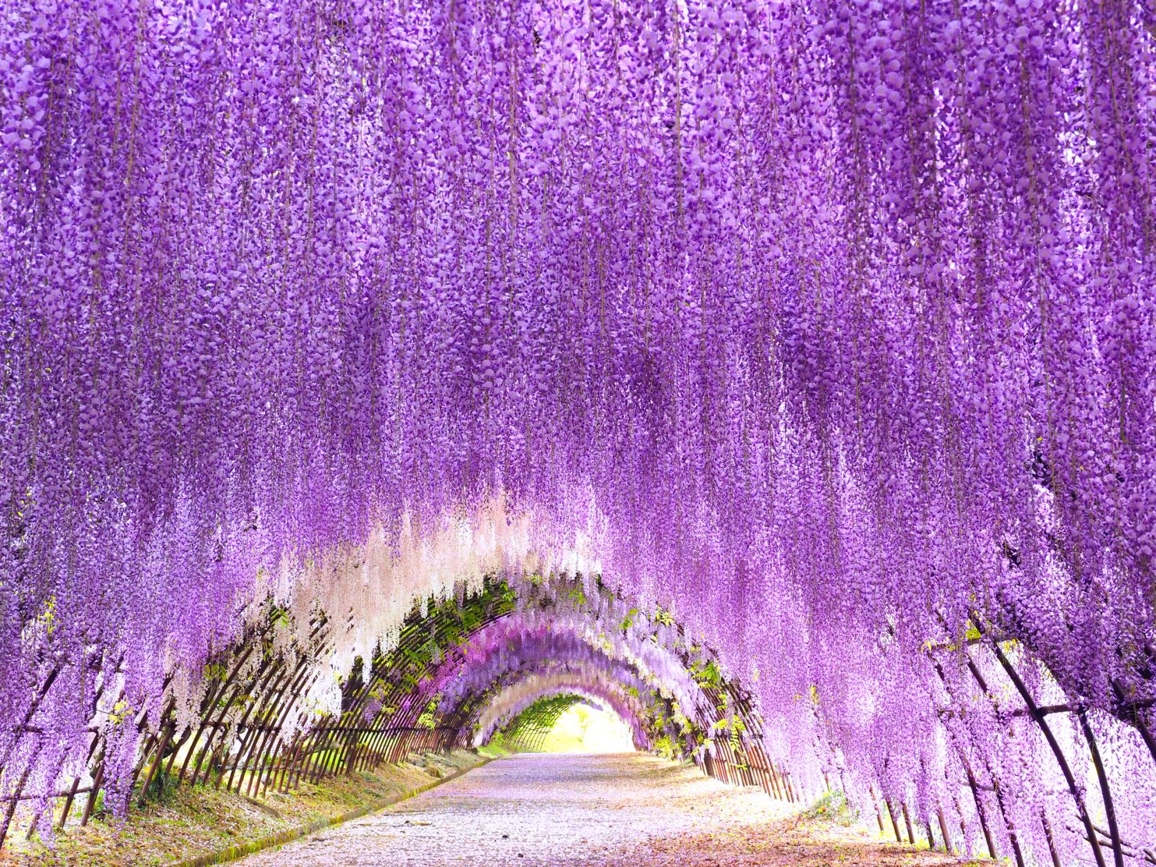 Experience the Magic of Wisteria at Fukuoka’s Kawachi Fujien