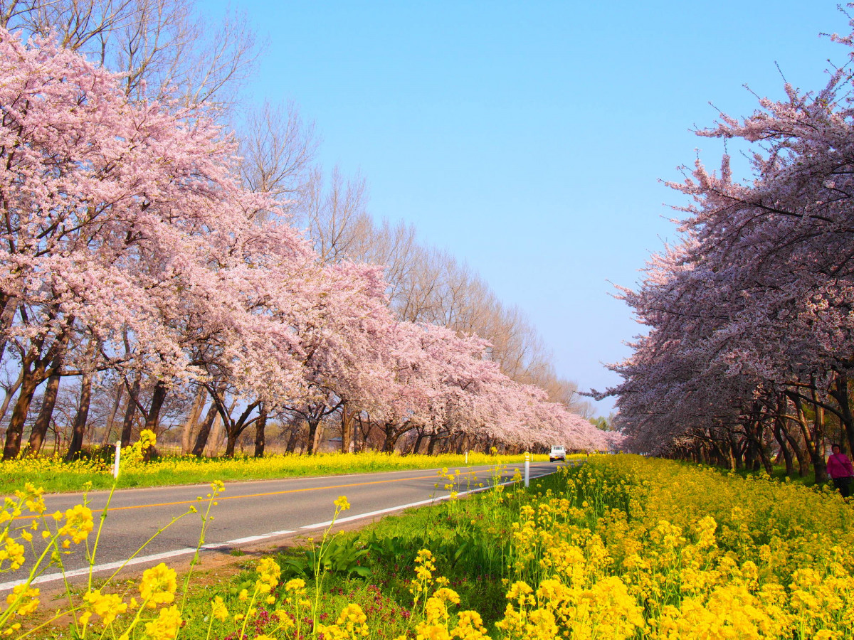 Akita’s Golden Path: Visit 菜の花ロード This Spring | Japan Travel Guide”