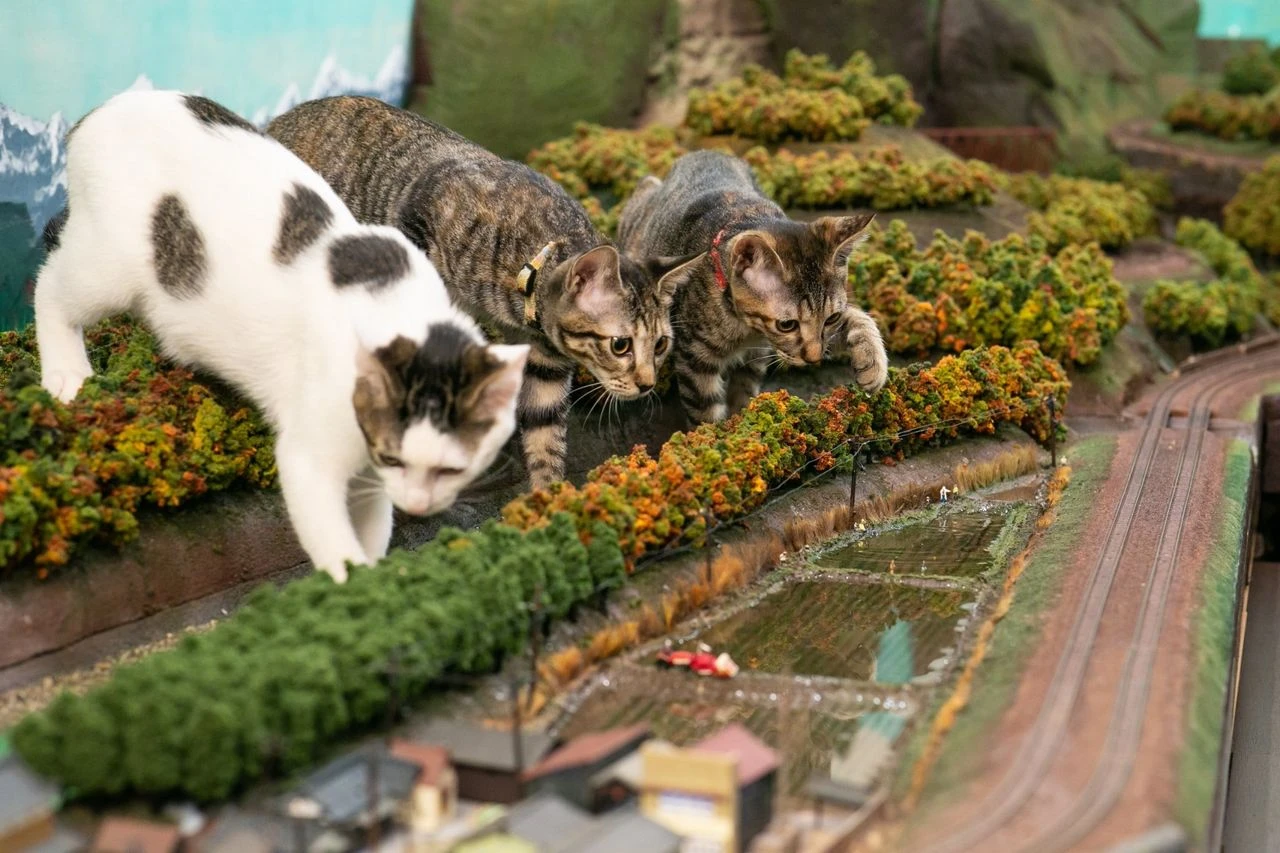 Osaka’s Cafe of Serendipity: How Rescued Cats Created a Tourist Must-See