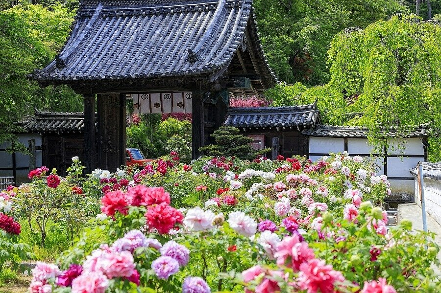 Spiritual Awakening at Hasedera: Japan’s Temple of Flowers in Nara