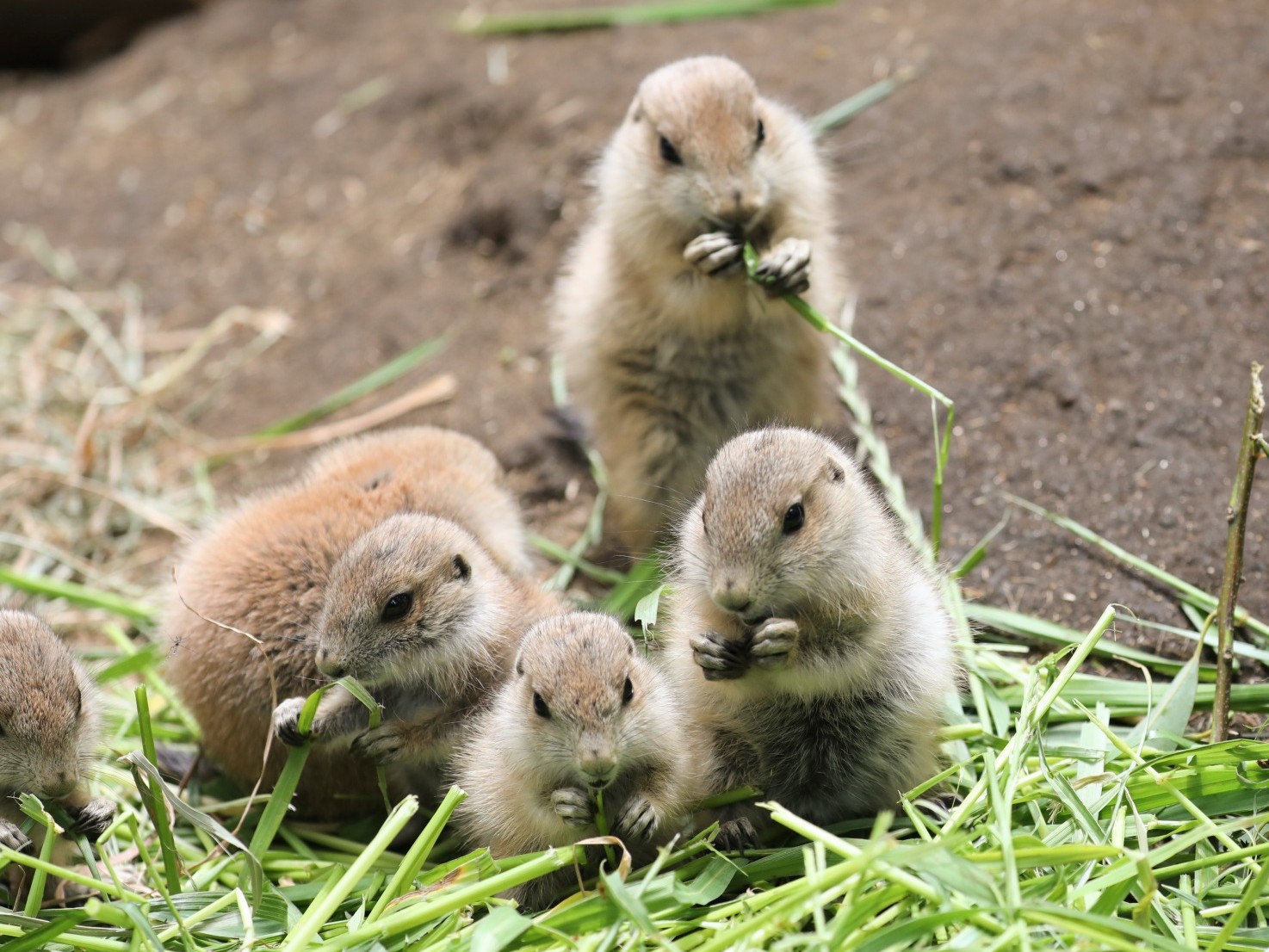 Ueno Zoo’s Viral Stars: Meet the Adorable Prairie Dog Pups!