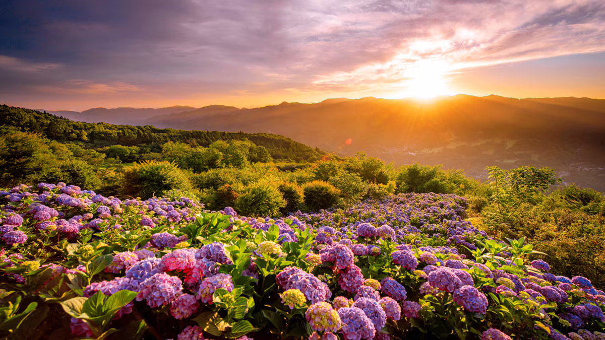 Minoyama Park: A Hidden Japanese Paradise of Flowers and Stars
