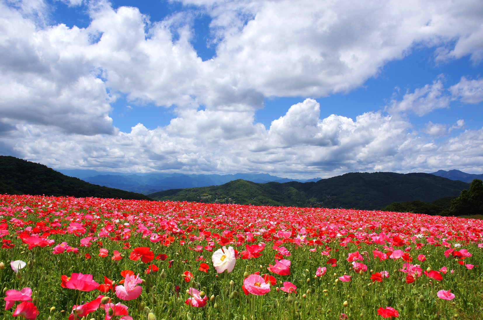 Bloom Under Blue: Chichibu’s Poppy Fields Await