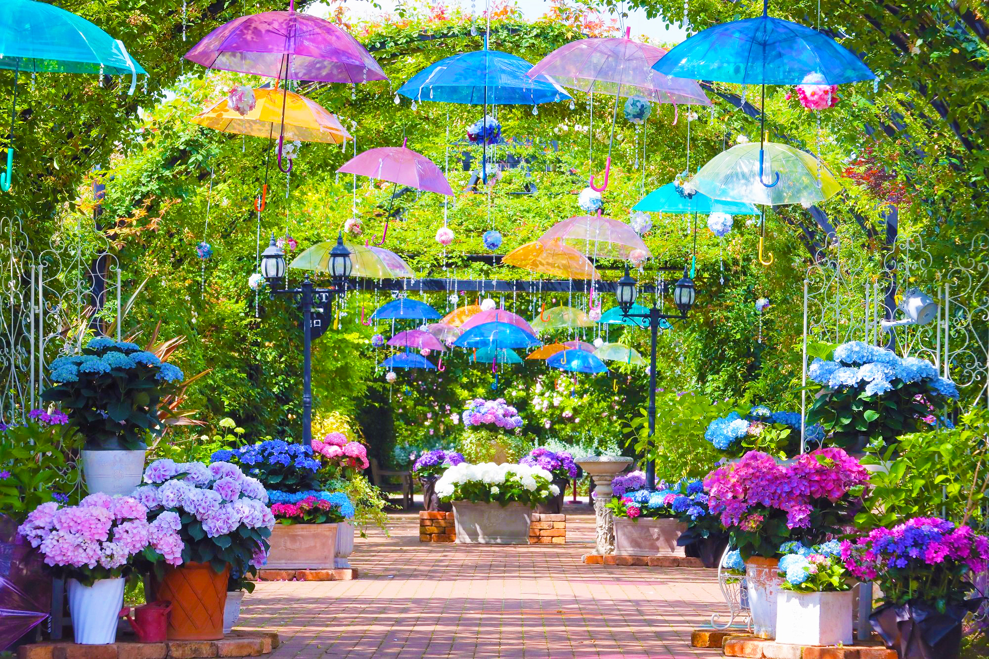 Experience the Magic of Summer at Yokohama’s Vibrant Hydrangea Festival