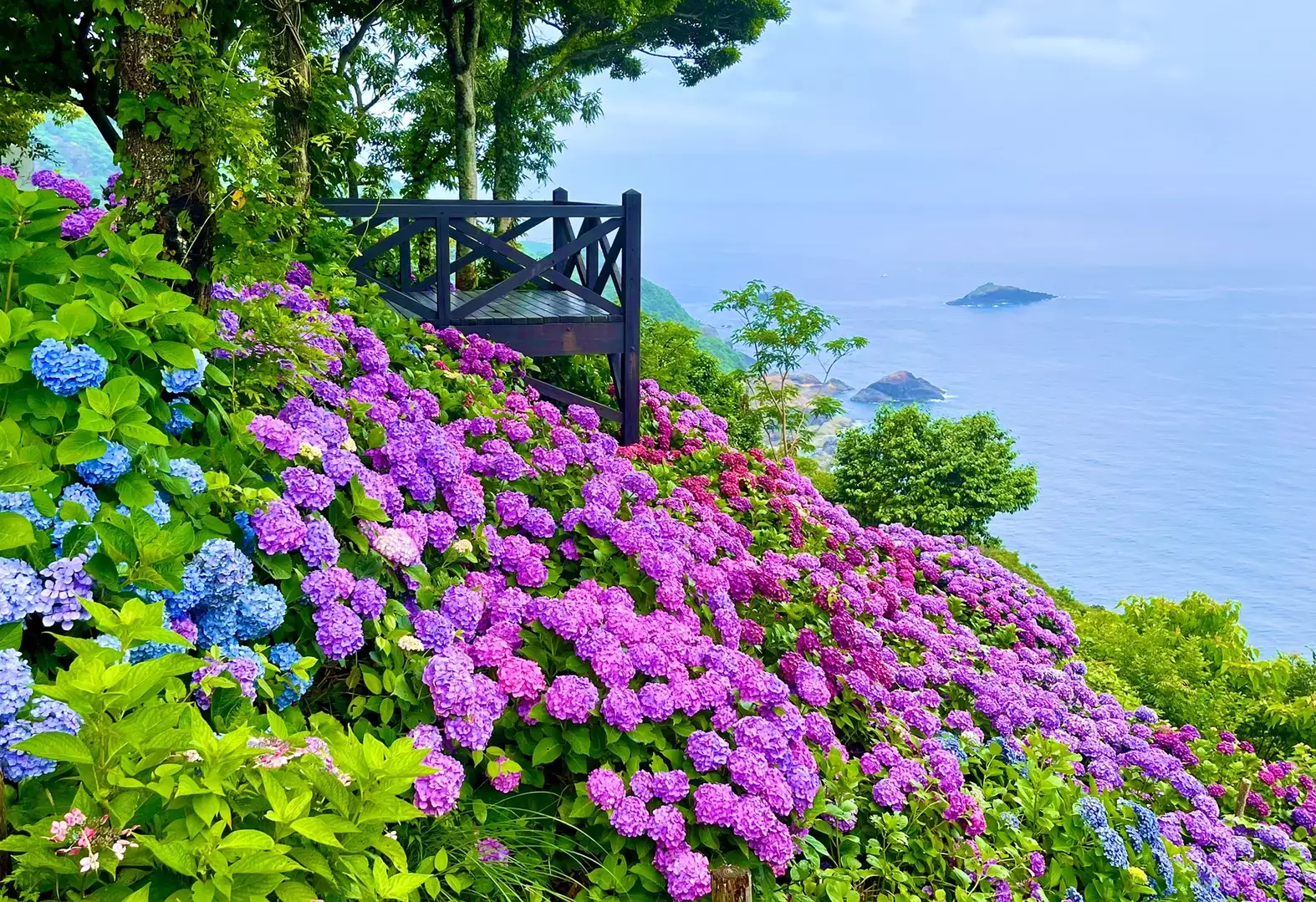The Blue Symphony: Hydrangeas by the Sea at Togenkyo Point, Japan