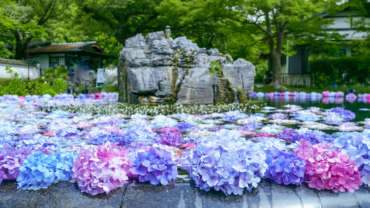Kyuan-ji Temple’s Hydrangeas: Kansai’s Unique Summer Float