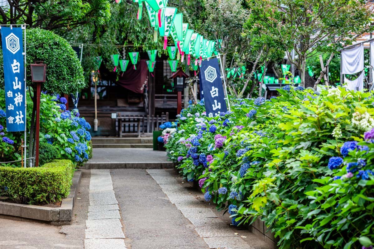 Nature in the Metropolis: Tokyo’s Hakusan Shrine Hydrangea Guide