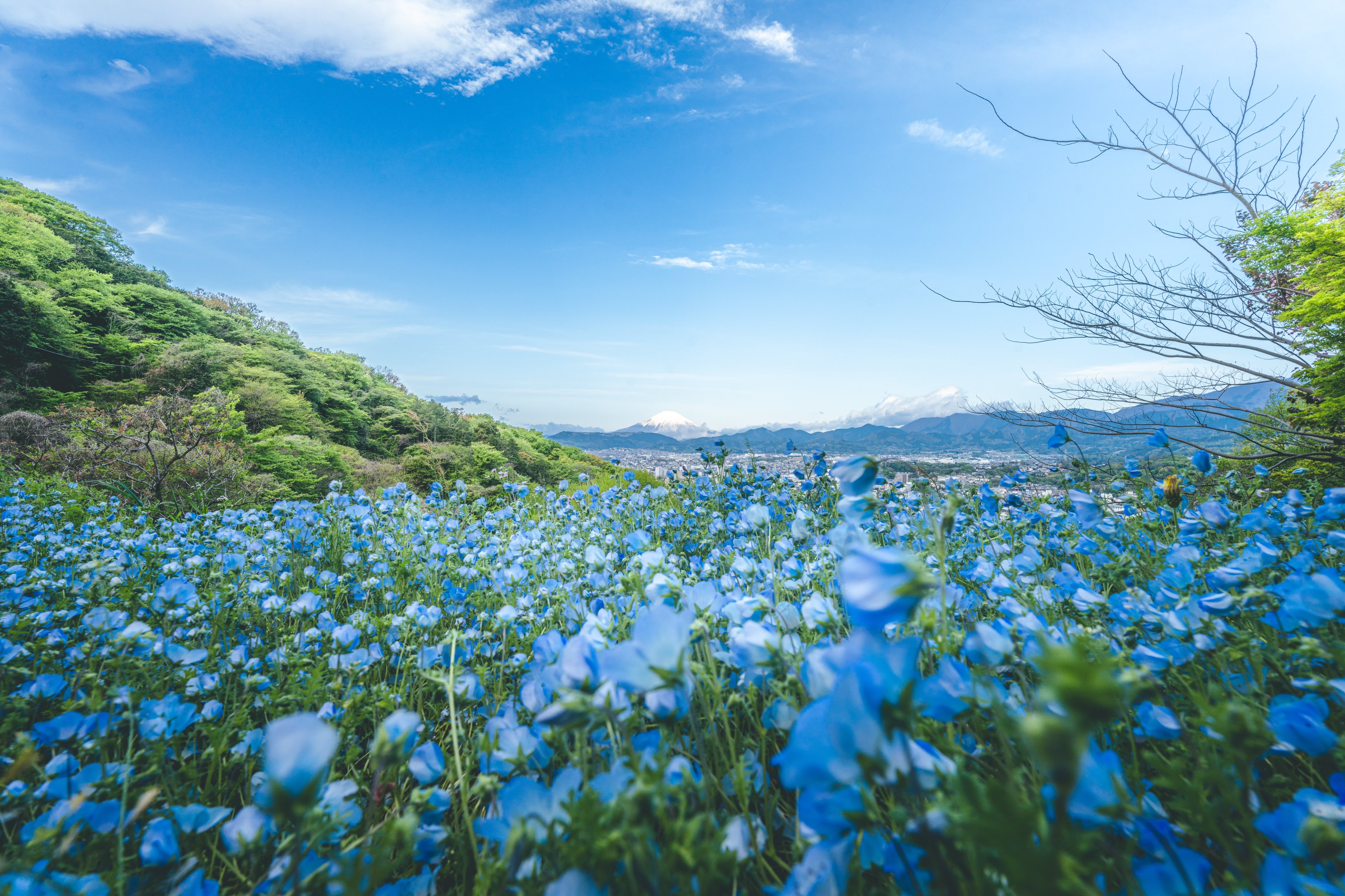 Japan’s Kobo Mountain: A Hidden Sanctuary of Nemophila and Mount Fuji