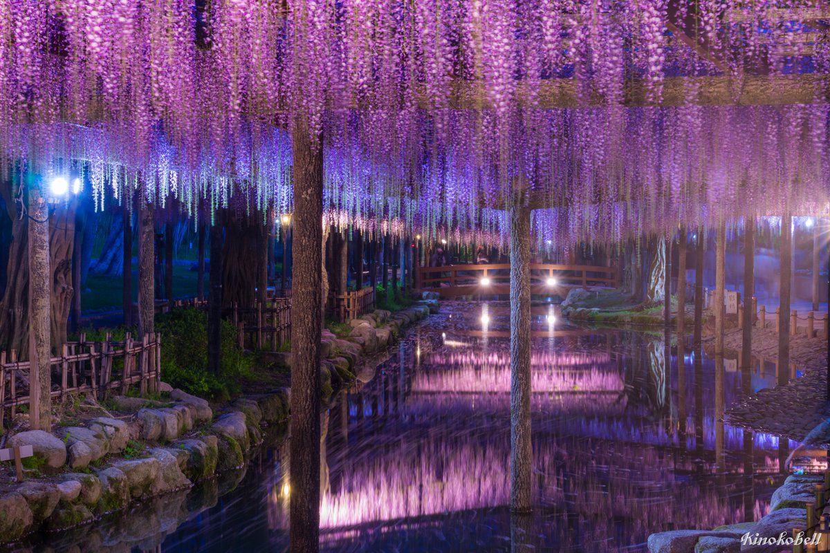 Experience the Magic of Wisteria at Aichi’s Tennogawa Park