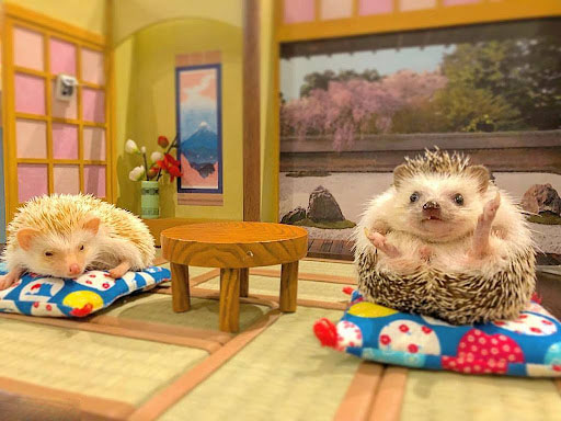 Hedgehog Cuteness Overload at Tokyo’s Chiku Chiku Cafe – A Traveler’s Delight!