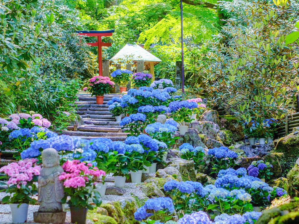 Flowing Colors: The Hydrangea River of Oka-dera, Nara