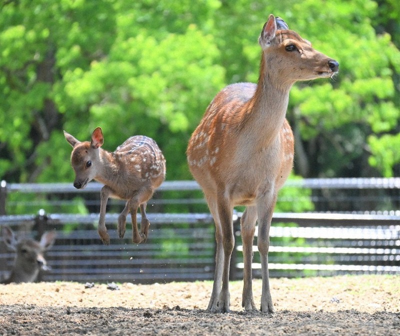 Nara’s Deer Park: Nara’s Baby Deer Season is Here!