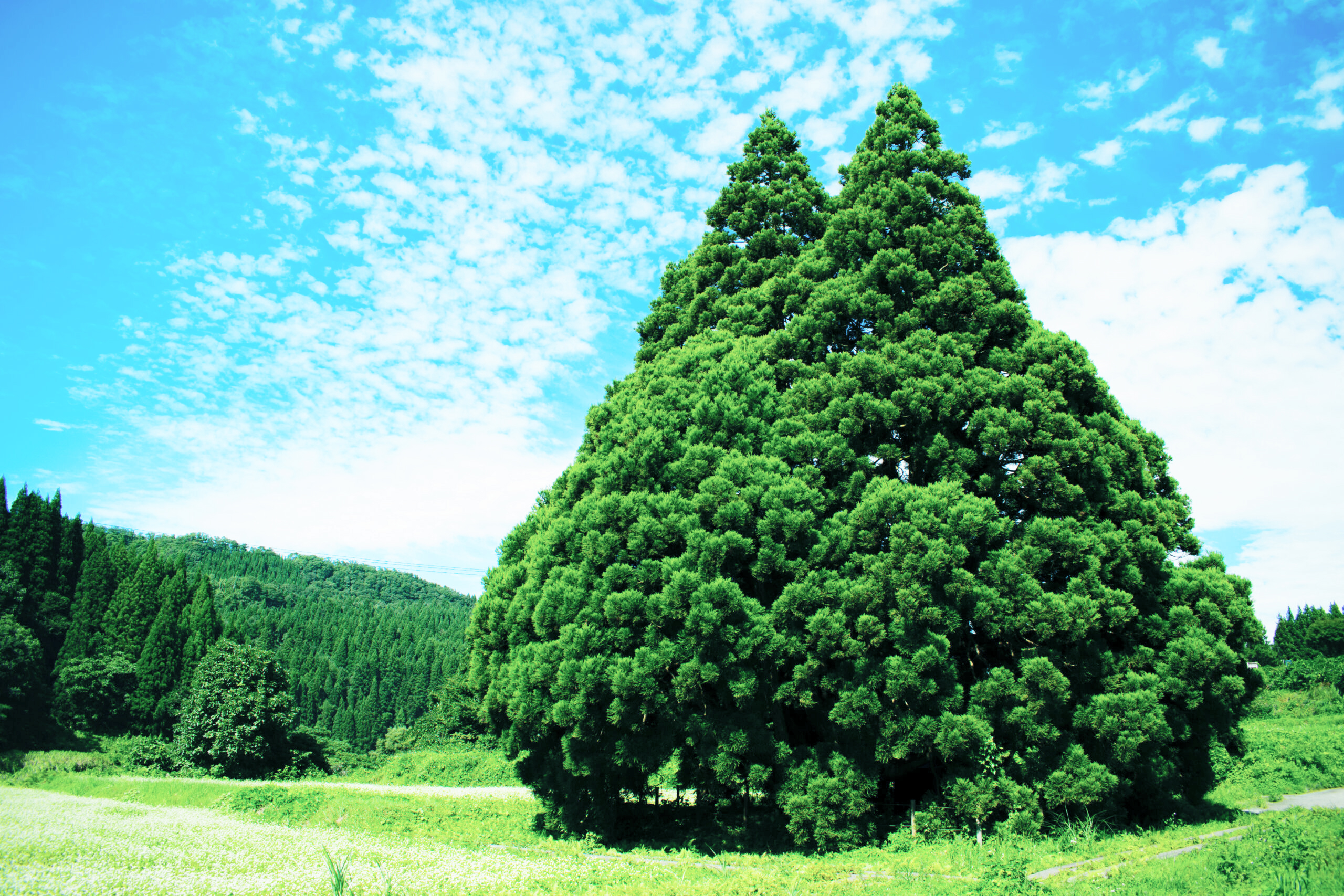 From Screen to Scenery: Exploring Totoro’s Tree in Yamagata, Japan