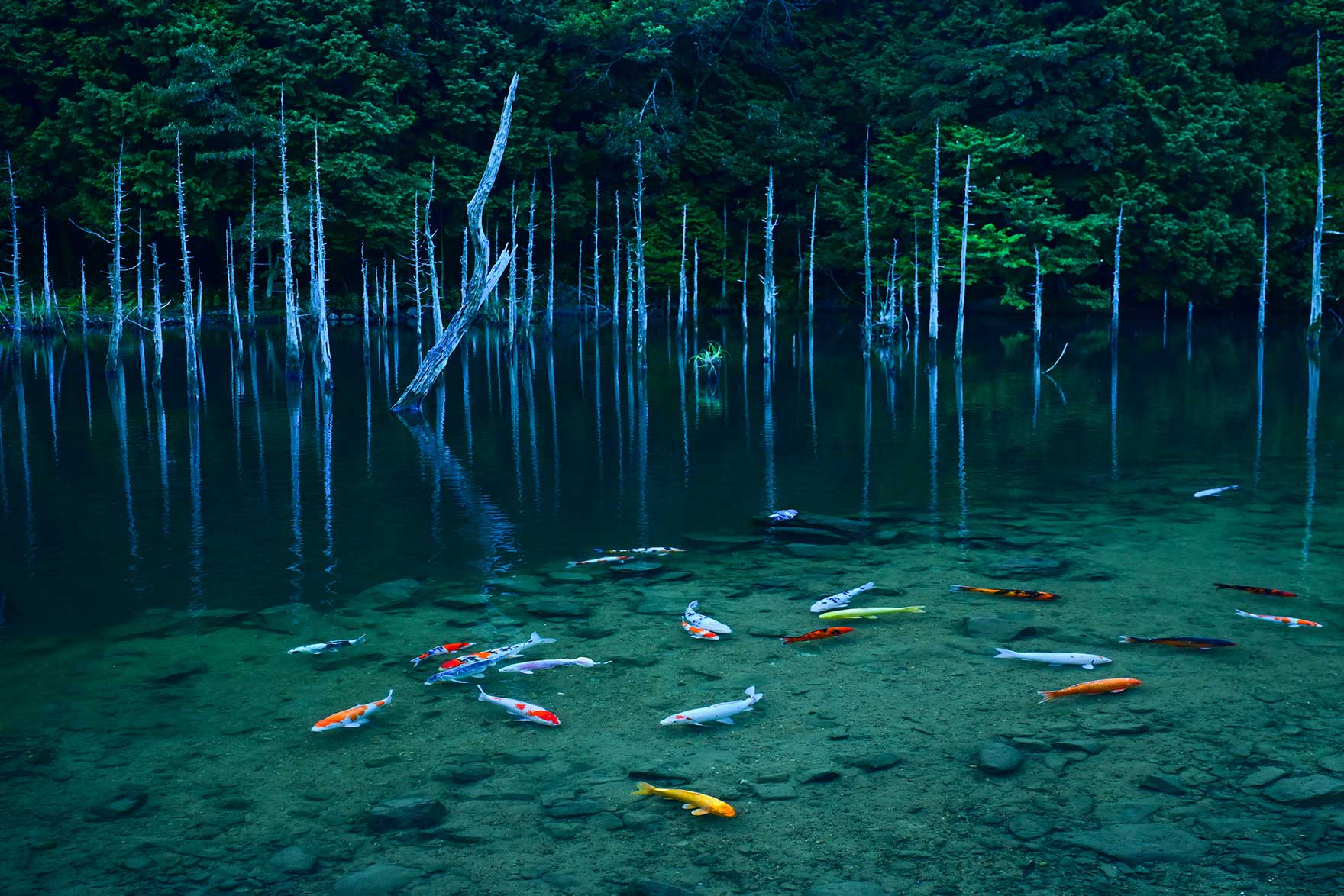 The Vibrant Koi of Ichinomata Sakura Park: Yamashita’s Natural Art