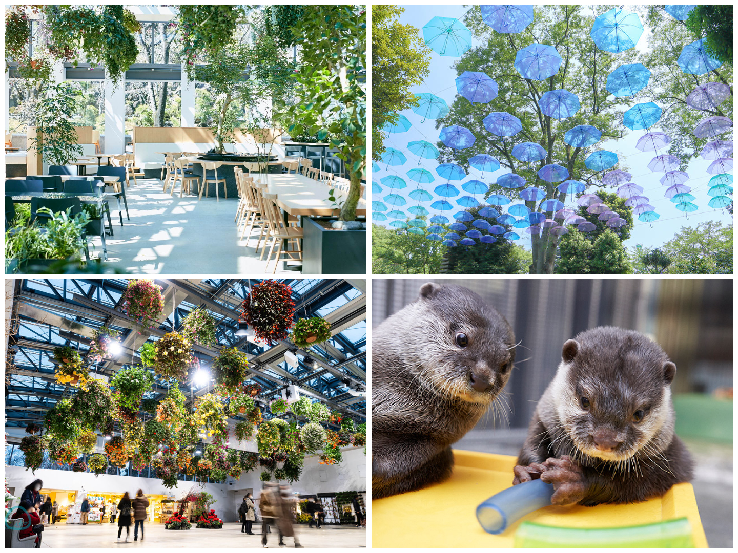 The Ultimate Guide to Tokyo’s HANA・BIYORI: Botanical Gardens Reimagined