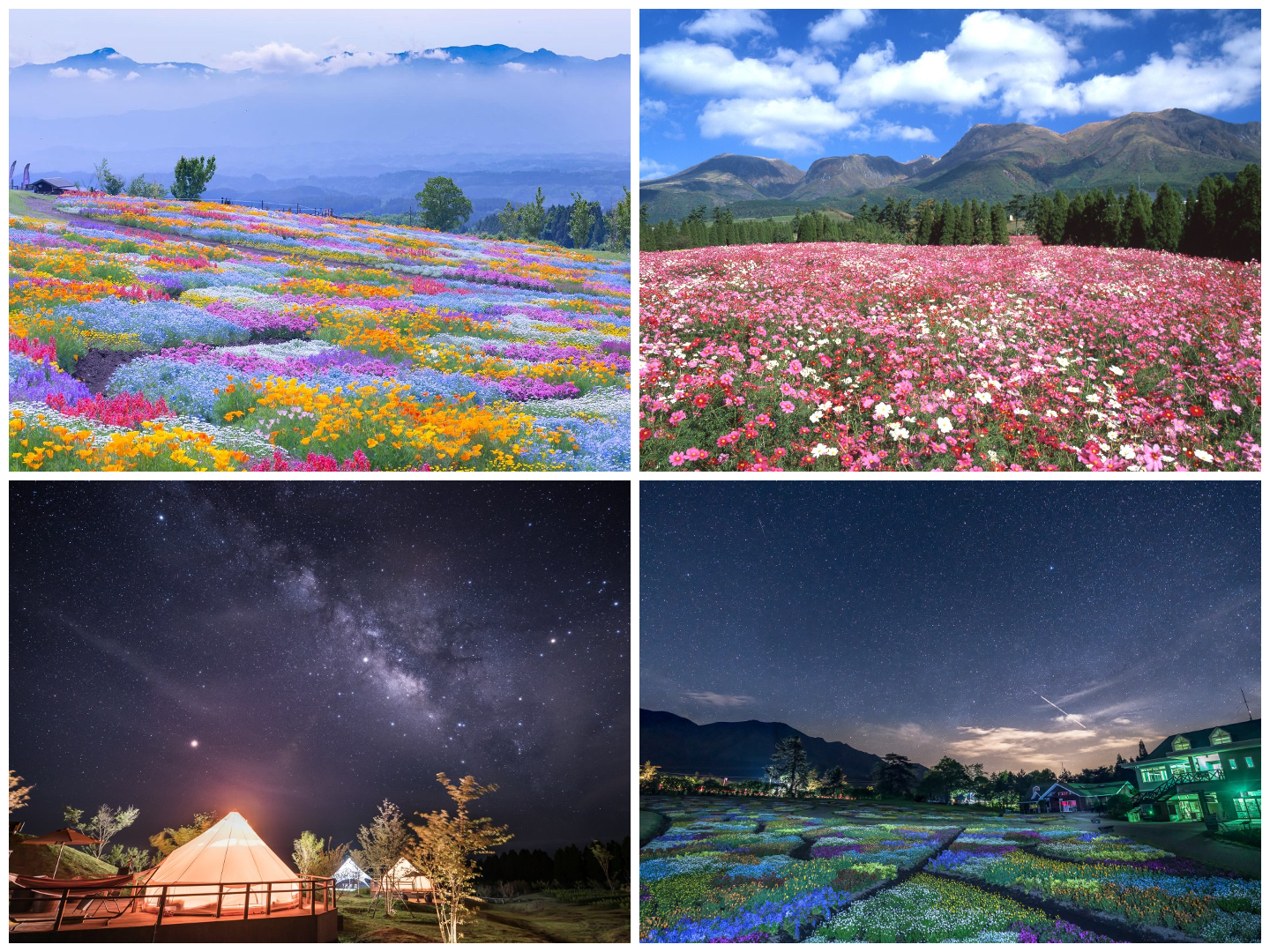 Kuju Flower Park: Japan’s Floral Paradise Against Mountain Vistas