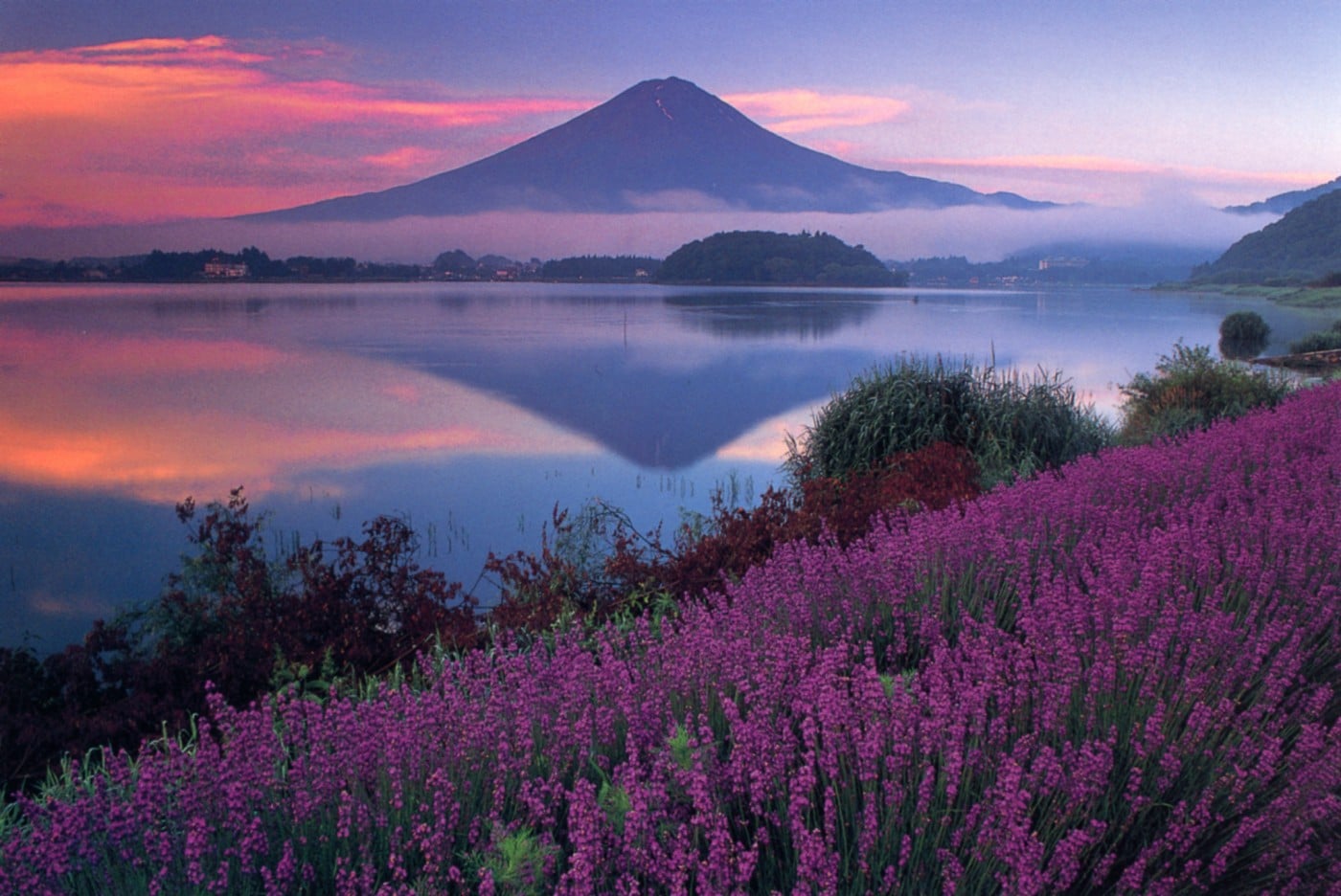 Mount Fuji Meets Lavender: Experience the Kawaguchiko Herb Festival (河口湖ハーブフェスティバル).