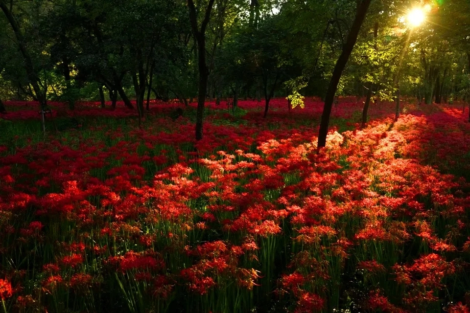 Kinchakuda’s Enchanting Scarlet Higanbana Field: A Must-Visit Near Tokyo