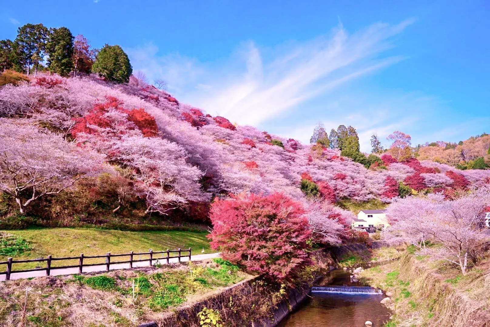 Experience Cherry Blossoms and Autumn Leaves Together in Aichi, Japan