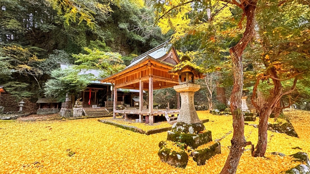 Discover Kyoto’s Hidden Gem: Iwato Ochiba Shrine and Its Golden Leaves