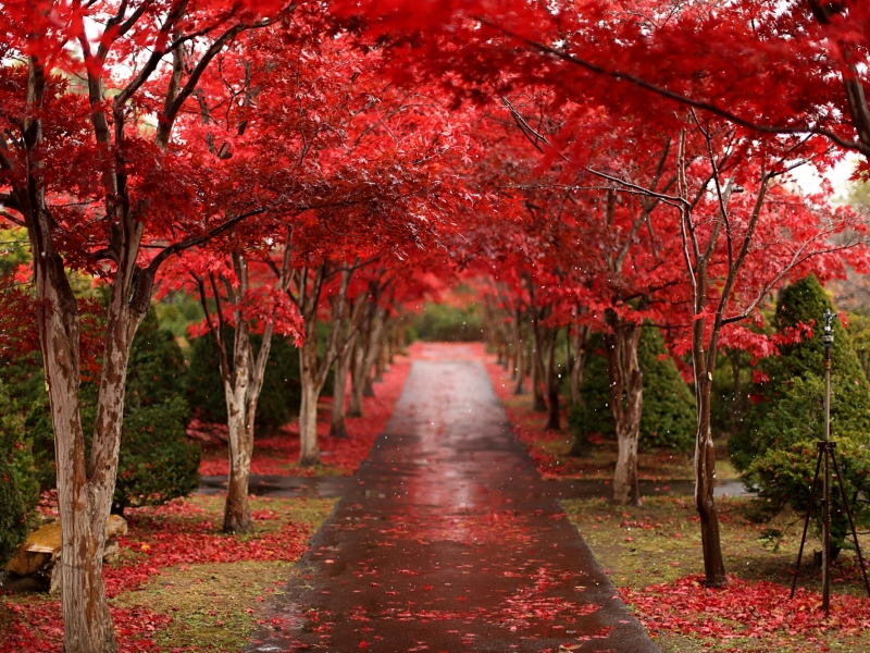 Hidden Gem in Sapporo: Hiraoka Greenery Center’s Scarlet Red Maple Tunnel