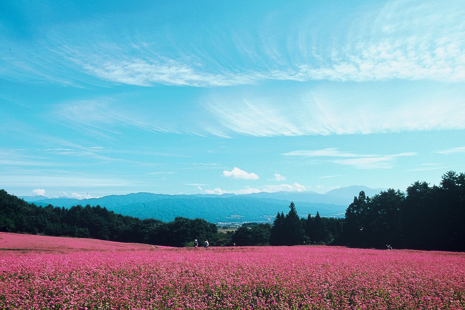 Discover the Ruby Red Fields of Akasoba no Sato in Nagano