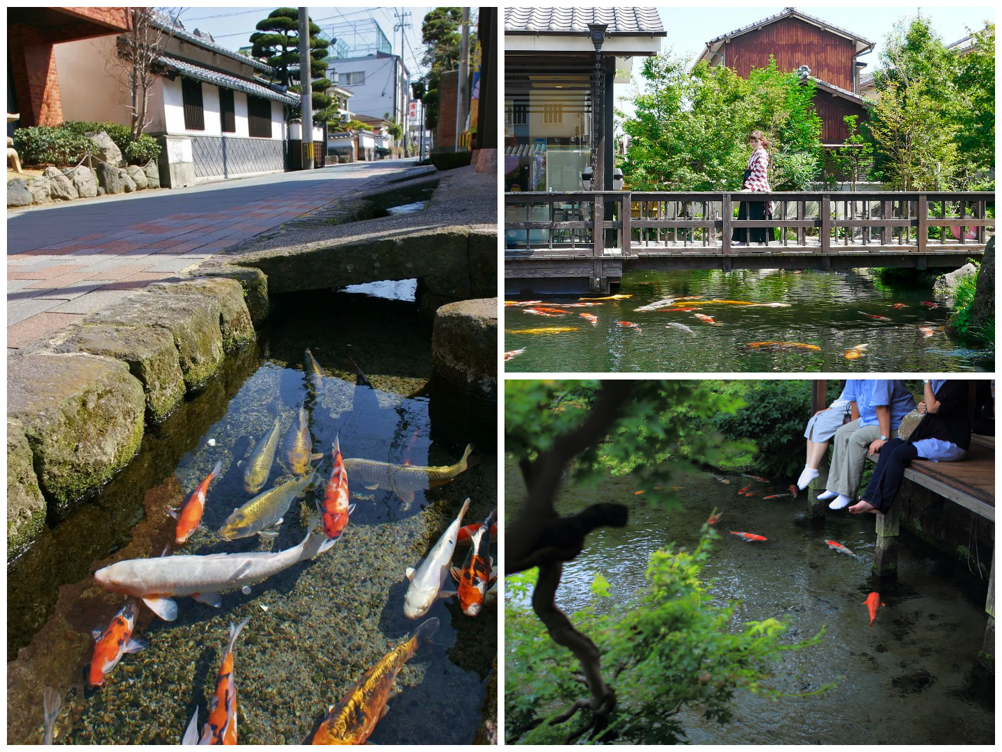 Discover Shimabara: Japan’s Enchanting Town of Swimming Koi in Street Canals.