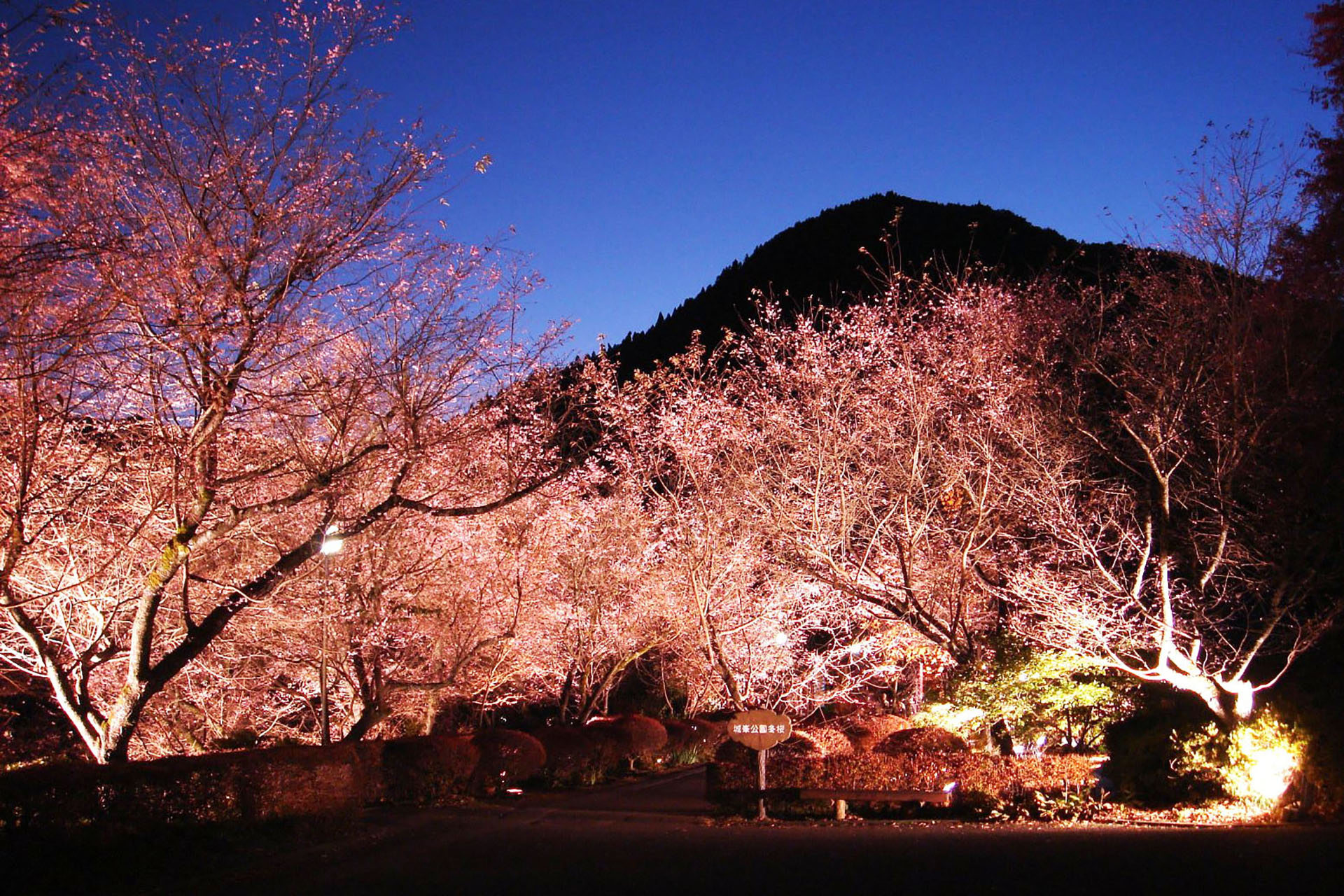 Saitama’s Jomine Park: Where Sakura and Autumn Colors Meet