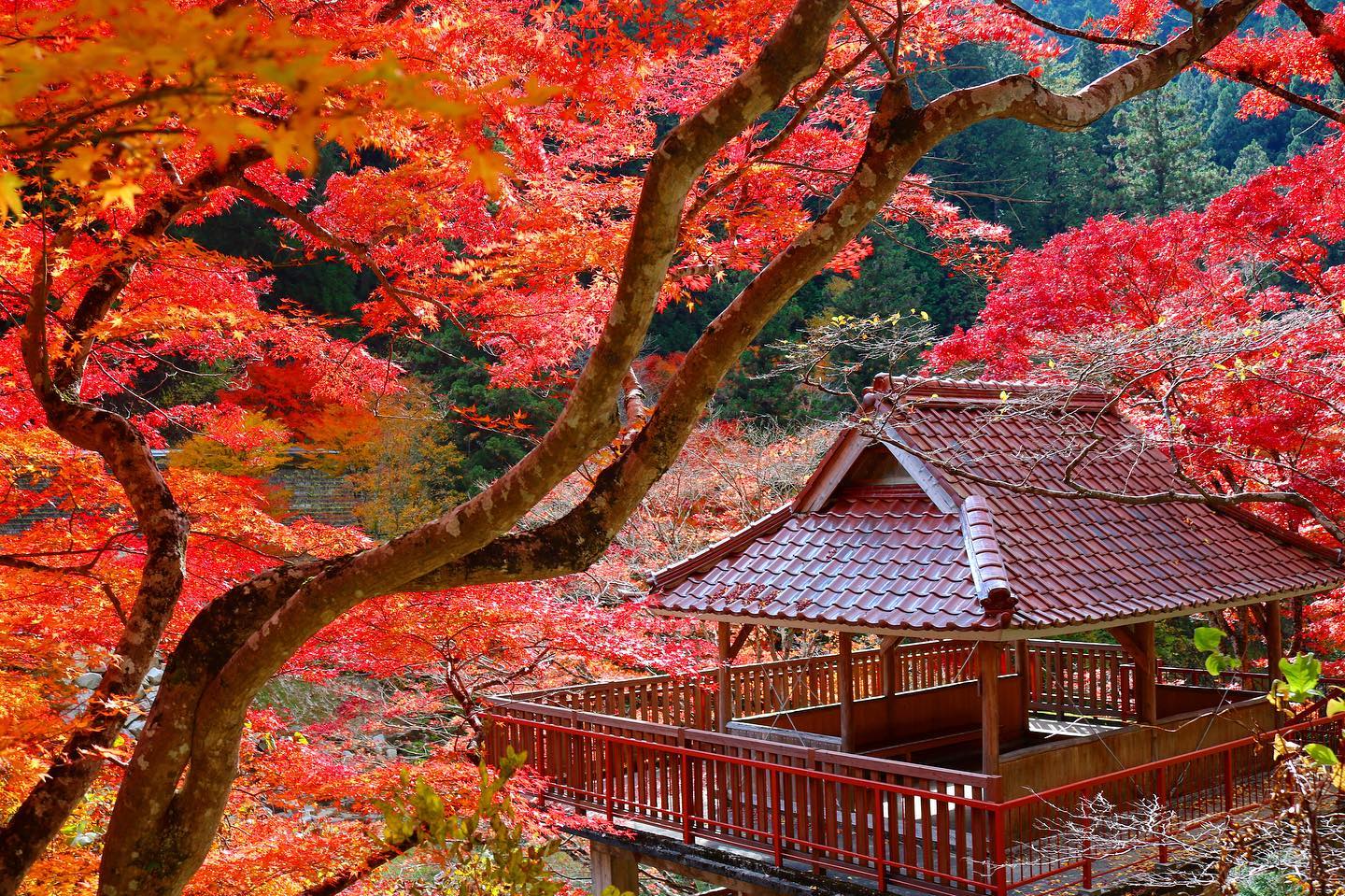 Capture the Essence of Autumn at Oidaira Park, Aichi