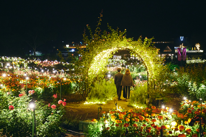 Experience Moonlight Rose Garden 2024: A Magical Night at Ibaraki Flower Park